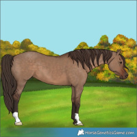 Horse Color:Liver Red Dun 