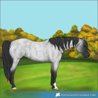 Horse Color:Blue Roan 