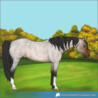Horse Color:Brown Roan Dun 