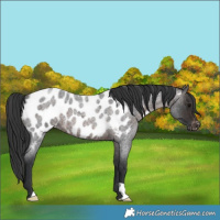 Horse Color:Brown Roan Near Leopard 