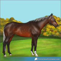 Horse Color:Gray Silver Bay