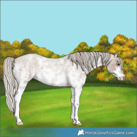Horse Color:Silver Brown Roan Dun Sabino 