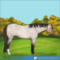 Horse Color:Bay Roan Dun 