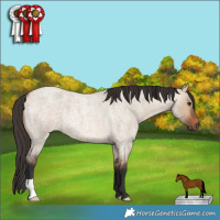 Horse Color:Bay Roan Dun 