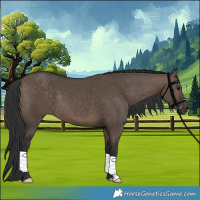 Horse Color:Brown Dun 