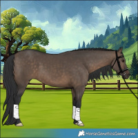 Horse Color:Brown Dun 