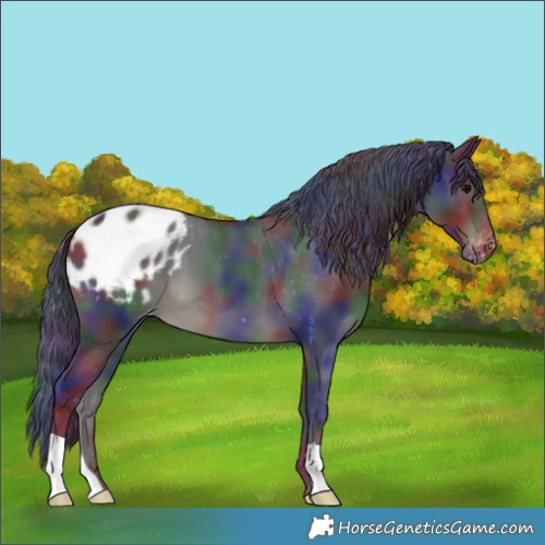 Horse Color:Nacre Black Appaloosa 