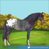 Horse Color:Nacre Black Blanket 