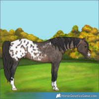 Horse Color:Brown Dun Appaloosa 