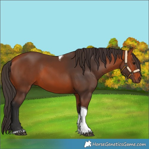 Horse Color:Bay Tobiano 