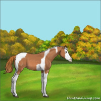 Horse Color:Chestnut Sabino Splash Tobiano Appaloosa 