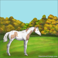 Horse Color:Silver Classic Champagne Splash Tobiano Varnish Rabicano 