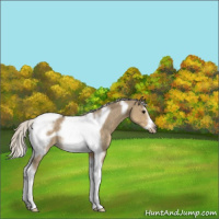 Horse Color:Silver Smoky Grullo Tobiano Frame Rabicano