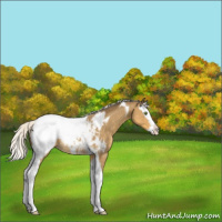 Horse Color:Silver Classic Cream Champagne Splash Tobiano Appaloosa 