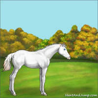Horse Color:Gold Champagne Dun Sabino Splash Tobiano Varnish Rabicano 
