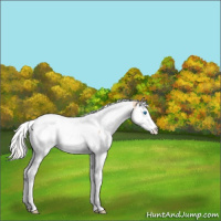 Horse Color:Silver Bay Ice Dun Splash Tobiano Appaloosa Rabicano 