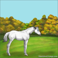 Horse Color:Smoky Black Splash Tobiano Frame Rabicano 