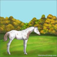 Horse Color:Chestnut Ice Splash Tobiano Frame Varnish Rabicano 