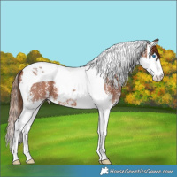 Horse Color:Chestnut Sabino Splash Tobiano Varnish 