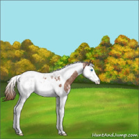 Horse Color:Chestnut Ice Splash Tobiano Appaloosa Rabicano 