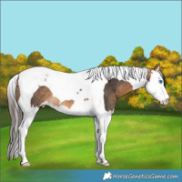 Horse Color:Buckskin Splash Tobiano Rabicano 