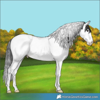 Horse Color:Black Splash Tobiano Varnish 