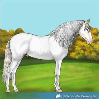 Horse Color:Palomino Sabino Splash Tobiano Frame Appaloosa Rabicano 