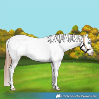 Horse Color:Gold Champagne Roan Dun Appaloosa 