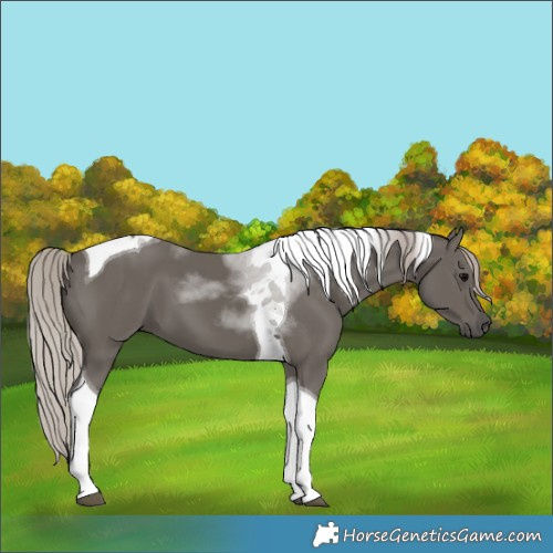 Horse Color:Silver Black Tobiano 