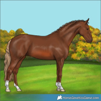 Horse Color:Chestnut 