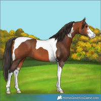 Horse Color:Bay Sabino Tobiano