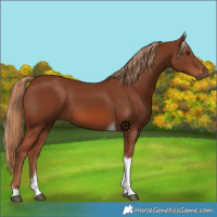 Horse Color:Chestnut Tobiano 