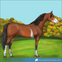 Horse Color:Bay Sabino Tobiano
