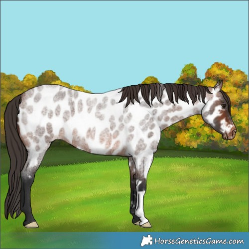 Horse Color:Brown Roan Appaloosa 