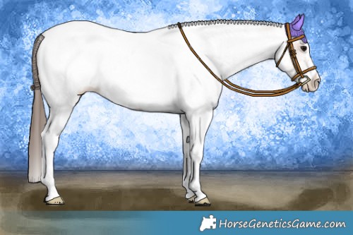Horse Color:White Spotted Bay Tobiano Appaloosa 