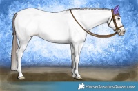 Horse Color:White Spotted Bay Tobiano Appaloosa 