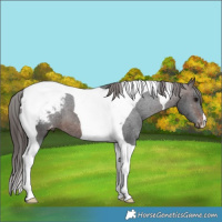 Horse Color:Brown Tobiano Appaloosa 