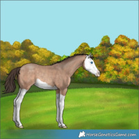 Horse Color:Sable Champagne Splash 