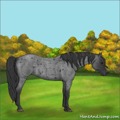 Horse Color:Blue Roan 
