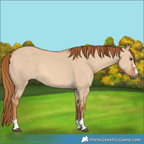 Horse Color:Red Dun 