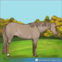 Horse Color:Liver Red Dun Rabicano 