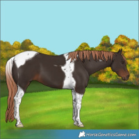 Horse Color:Liver Chestnut Tobiano 