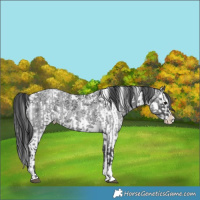 Horse Color:Blue Roan Sabino Splash  and Black Sabino Splash 