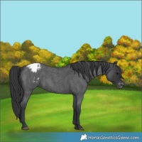 Horse Color:Blue Roan Appaloosa 