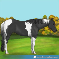 Horse Color:Black Tobiano 