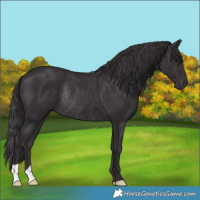 Horse Color:Smoky Black Rabicano 