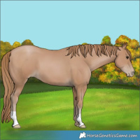 Horse Color:Black Pearl