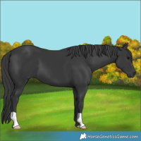 Horse Color:Black 