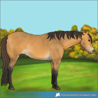 Horse Color:Buckskin Rabicano 