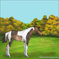Horse Color:Buckskin Tobiano Rabicano 